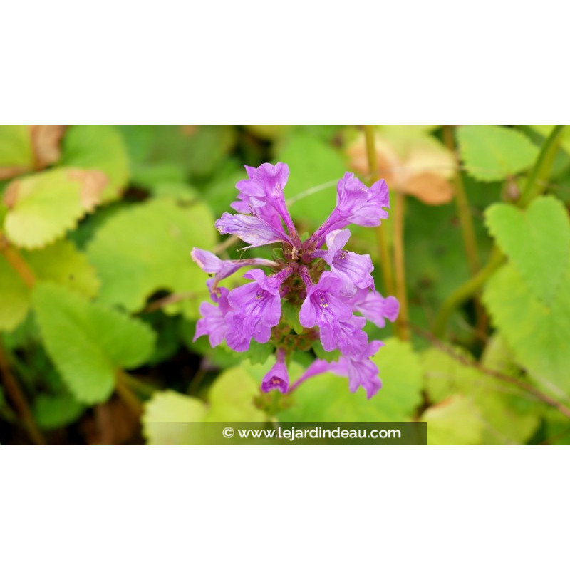 STACHYS macrantha 'Superba' STACHYS macrantha 'Superba'