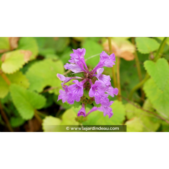 STACHYS macrantha 'Superba'