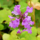 STACHYS macrantha 'Superba'