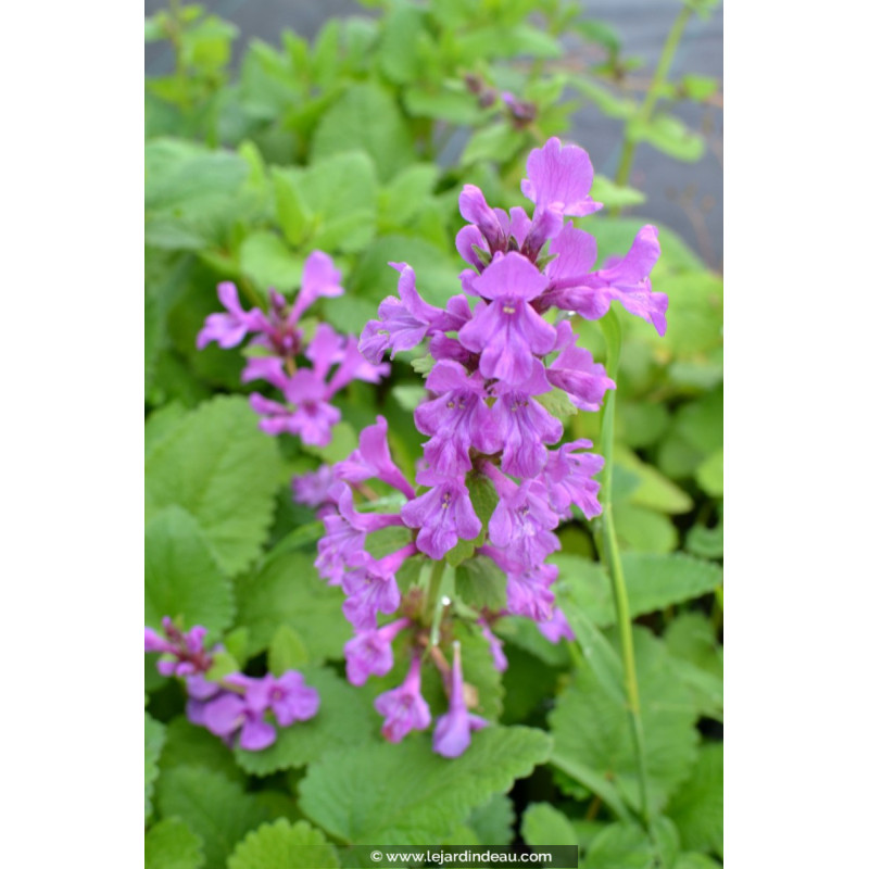 STACHYS macrantha 'Superba' STACHYS macrantha 'Superba'