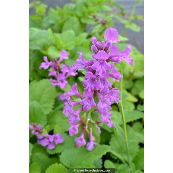 STACHYS macrantha 'Superba'