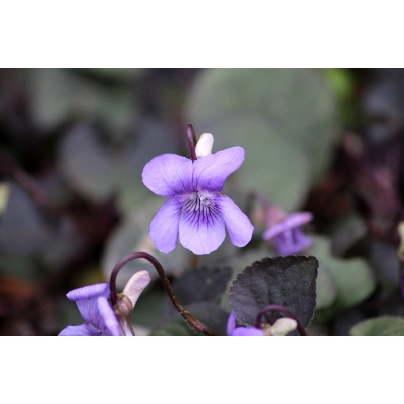 VIOLA labradorica
