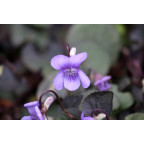VIOLA labradorica