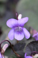 VIOLA labradorica