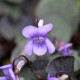 VIOLA labradorica