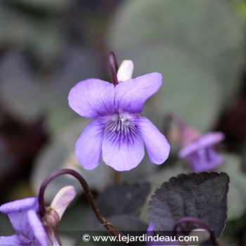 VIOLA labradorica