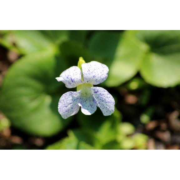 VIOLA sororia 'Freckles'