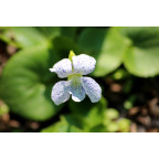 VIOLA sororia 'Freckles' VIOLA sororia 'Freckles'