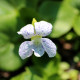 VIOLA sororia 'Freckles'