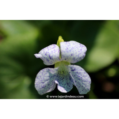 VIOLA sororia \'Freckles\'