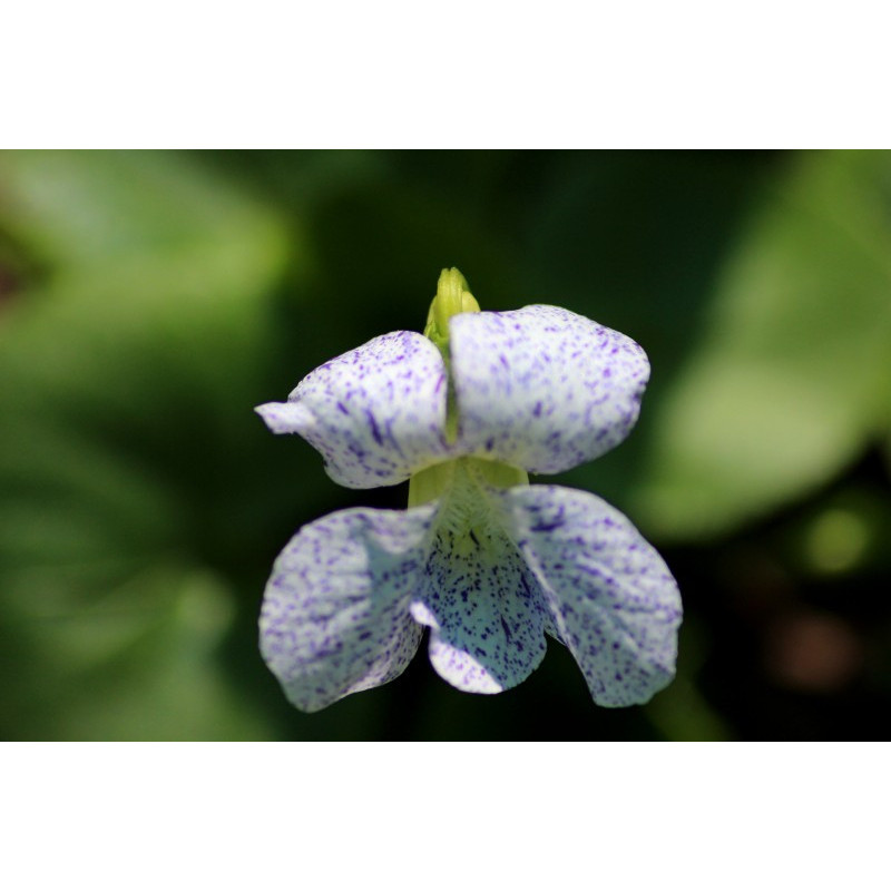 VIOLA sororia 'Freckles' VIOLA sororia 'Freckles'