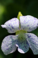 VIOLA sororia 'Freckles'