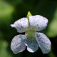 VIOLA sororia 'Freckles'