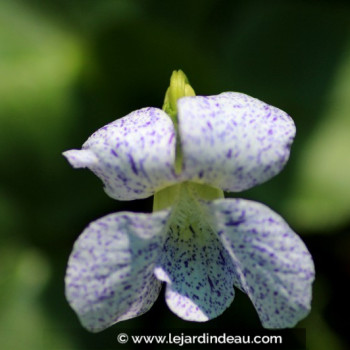 VIOLA sororia &#039;Freckles&#039;