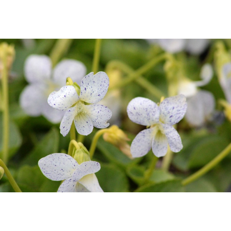 VIOLA sororia 'Freckles' VIOLA sororia 'Freckles'