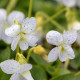 VIOLA sororia 'Freckles'