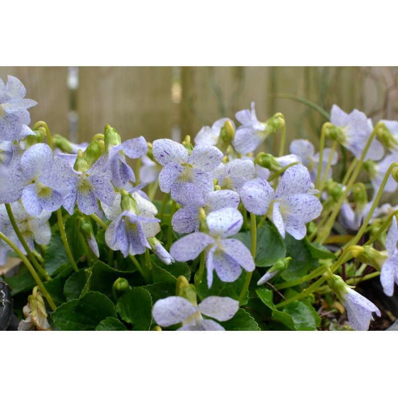 VIOLA sororia 'Freckles' VIOLA sororia 'Freckles'