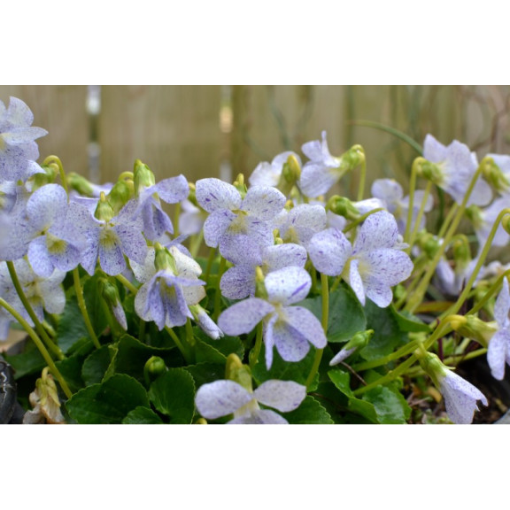 VIOLA sororia 'Freckles'