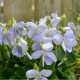 VIOLA sororia 'Freckles'