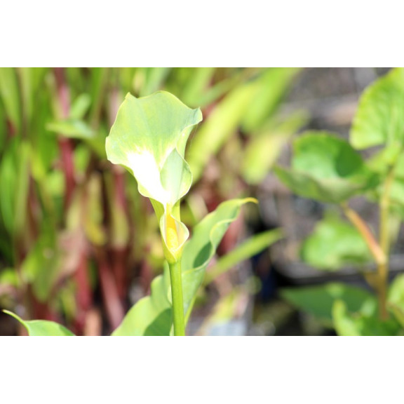ZANTEDESCHIA aethiopica 'Green Goddess'