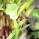 ZANTEDESCHIA aethiopica 'Green Goddess'