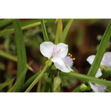 TRADESCANTIA x andersoniana \'Innocence\'