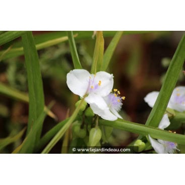 TRADESCANTIA x andersoniana \'Innocence\'