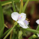 TRADESCANTIA x andersoniana 'Innocence'