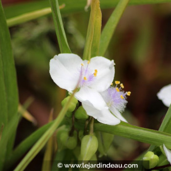 TRADESCANTIA x andersoniana &#039;Innocence&#039;