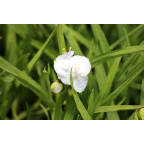 TRADESCANTIA x andersoniana 'Innocence'