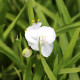 TRADESCANTIA x andersoniana 'Innocence'