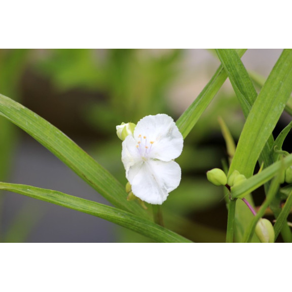 TRADESCANTIA x andersoniana 'Innocence'