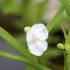 TRADESCANTIA x andersoniana 'Innocence'