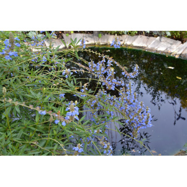 SALVIA uliginosa