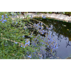 SALVIA uliginosa