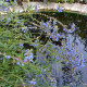 SALVIA uliginosa