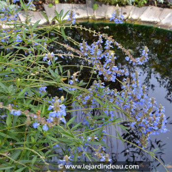 SALVIA uliginosa
