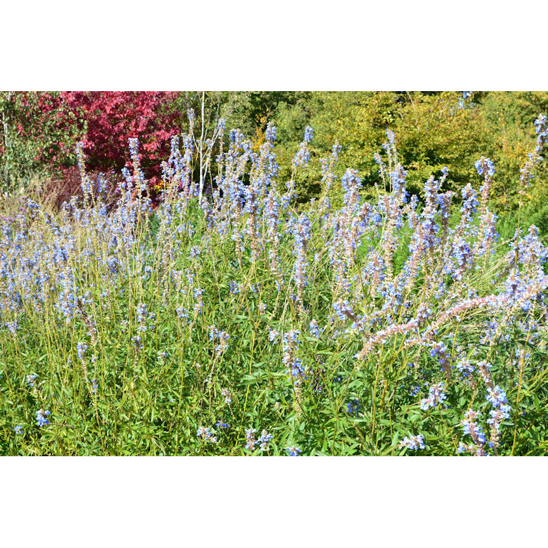 SALVIA uliginosa
