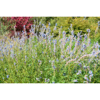SALVIA uliginosa
