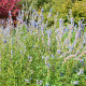 SALVIA uliginosa