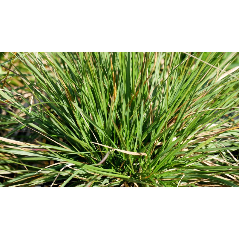 DESCHAMPSIA cespitosa 'Goldtau'