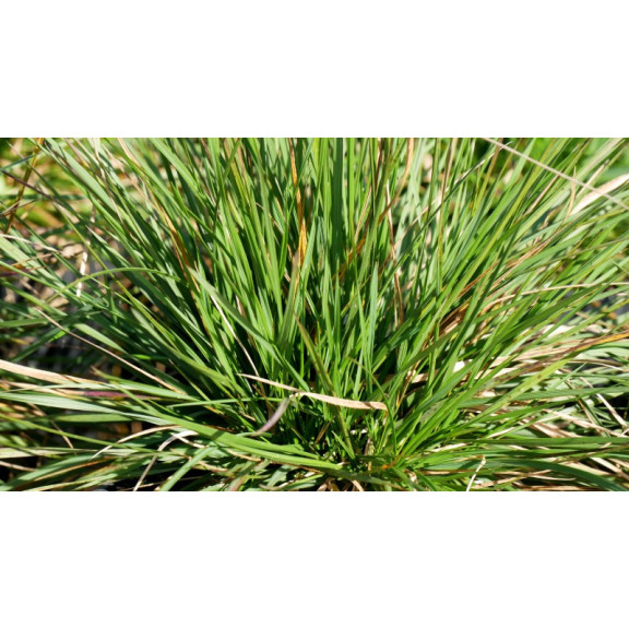 DESCHAMPSIA cespitosa 'Goldtau'