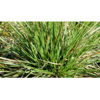 DESCHAMPSIA cespitosa 'Goldtau'