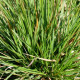 DESCHAMPSIA cespitosa 'Goldtau'
