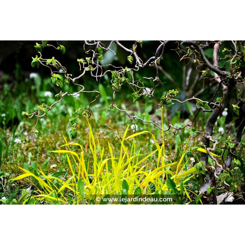 MILIUM effusum 'Aureum'