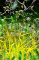 MILIUM effusum 'Aureum'