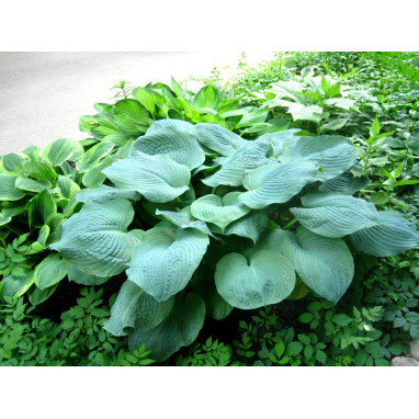 HOSTA sieboldiana \'Elegans\'