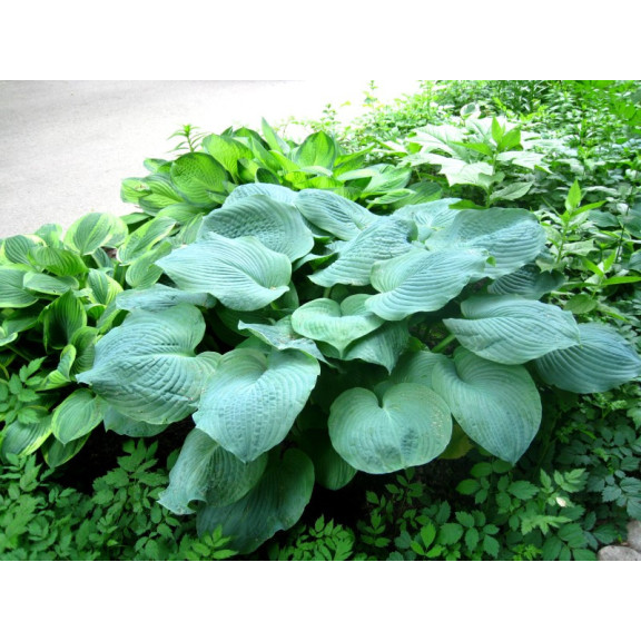 HOSTA sieboldiana 'Elegans'