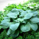 HOSTA sieboldiana 'Elegans'