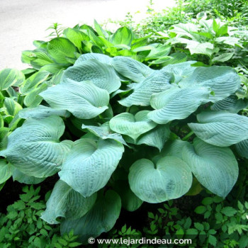 HOSTA sieboldiana &#039;Elegans&#039;